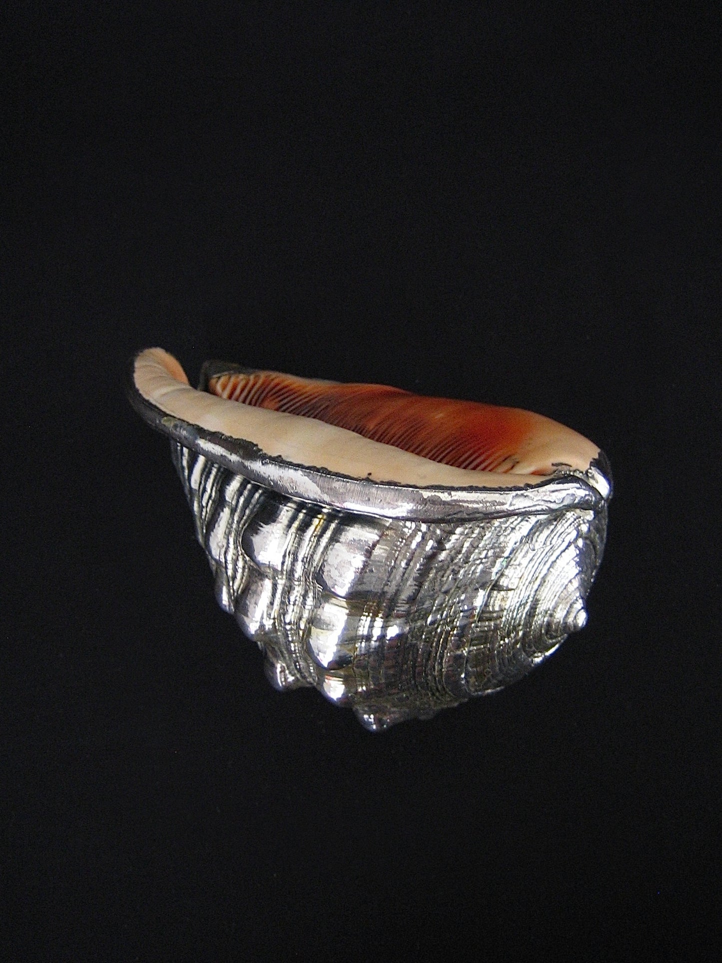 Shell in Silver