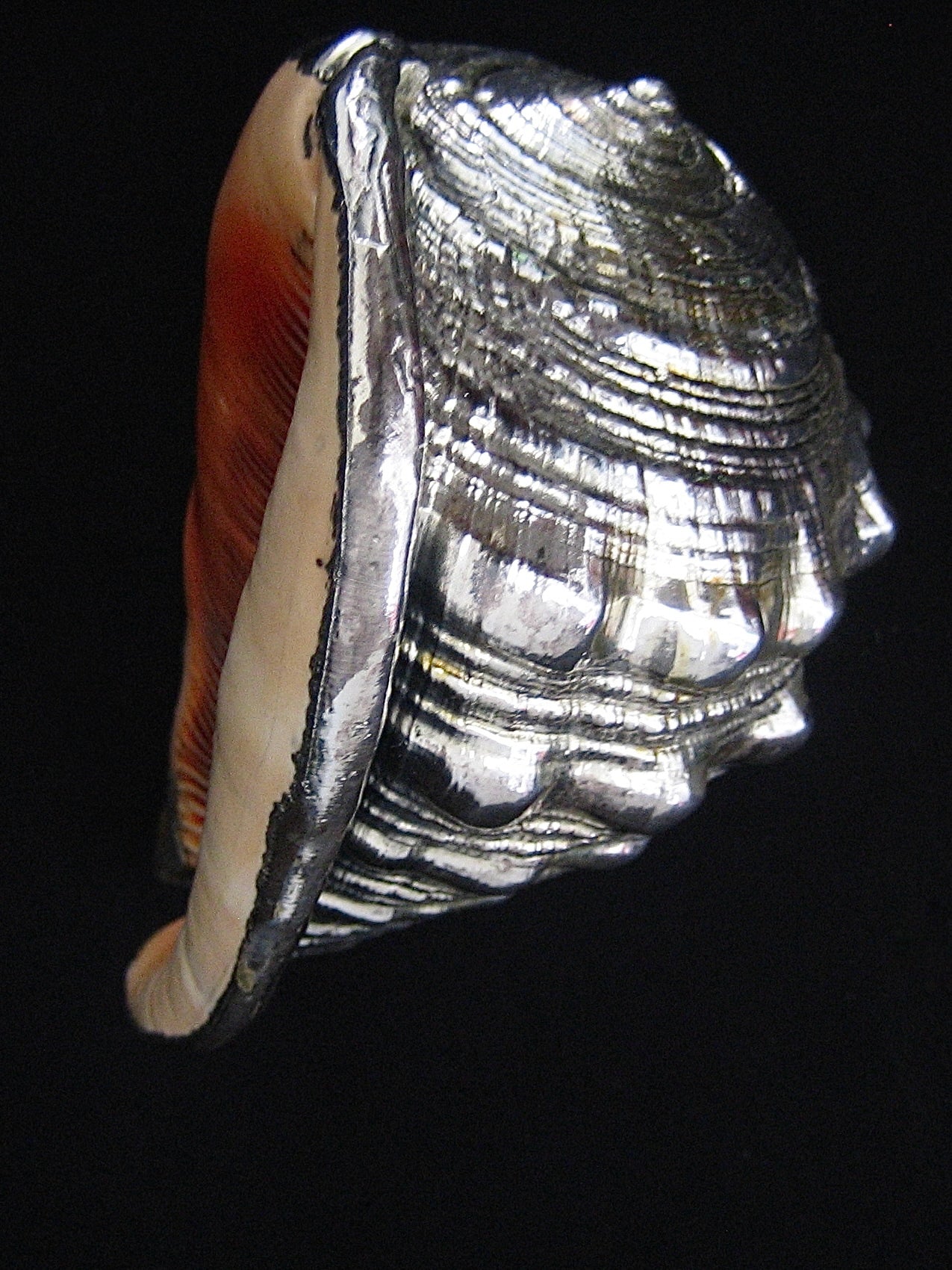 Shell in Silver