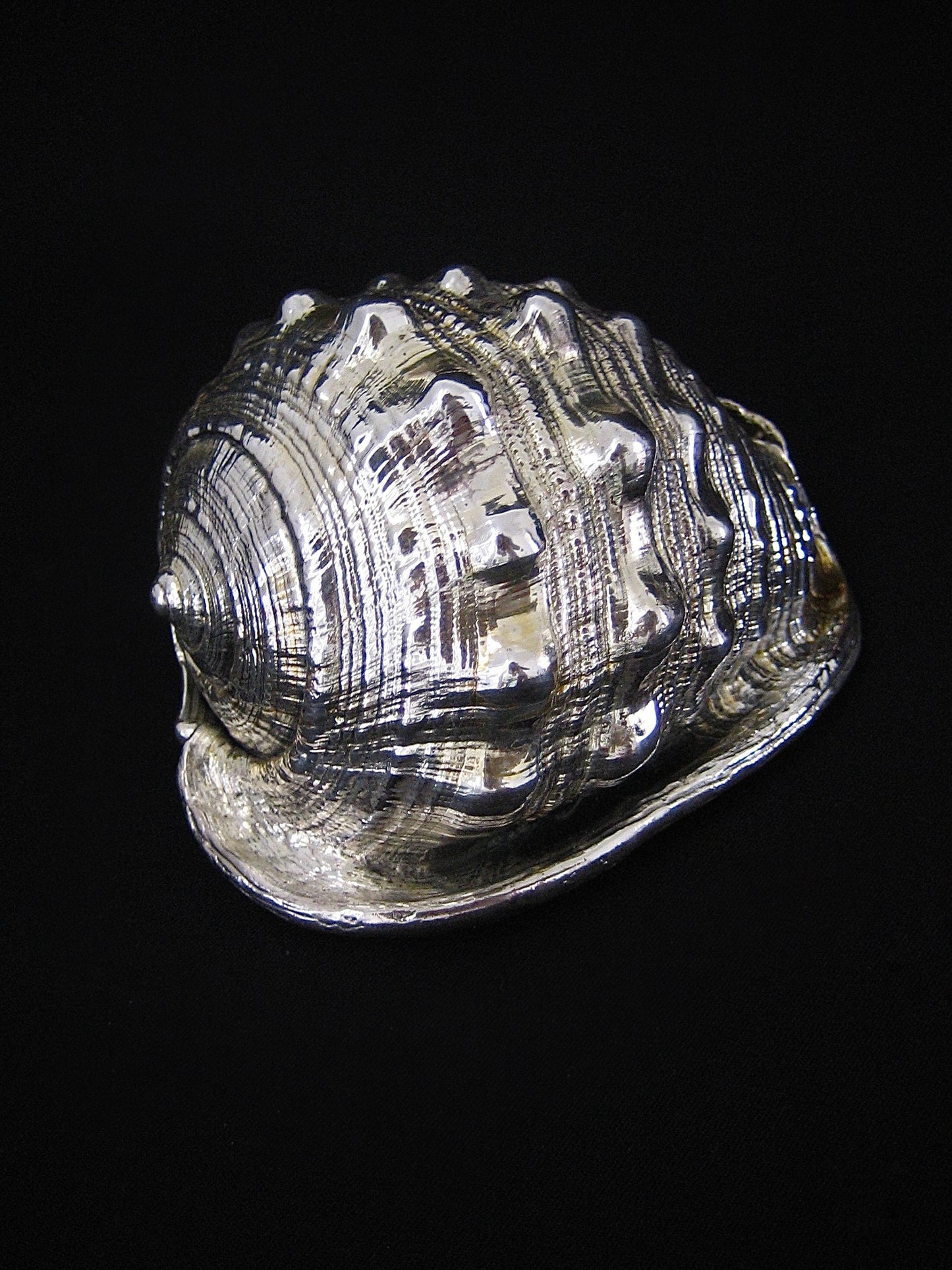 Shell in Silver